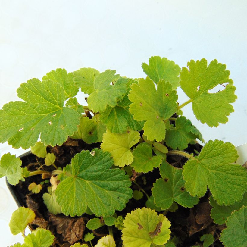 Geum rivale Lemon Drops (Fogliame)