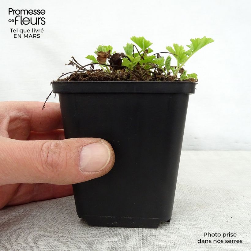 Geum rivale Lemon Drops Vasetto da 8/9 cm esemplare consegnato in primavera