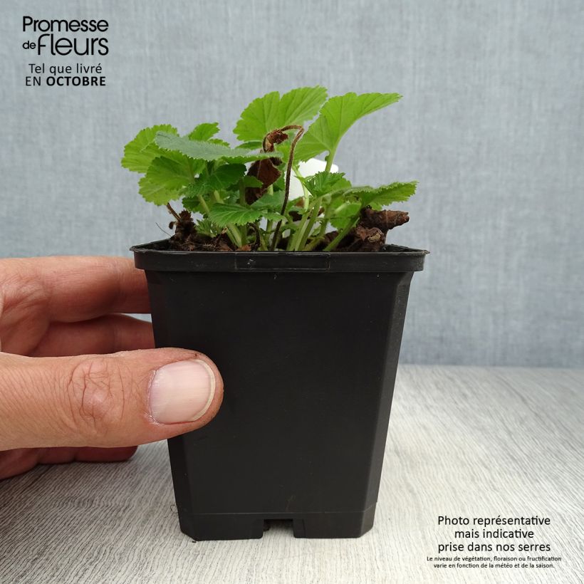 Esemplare di Geum rivale Lemon Drops Vasetto da 8/9 cm come consegnato in autunno