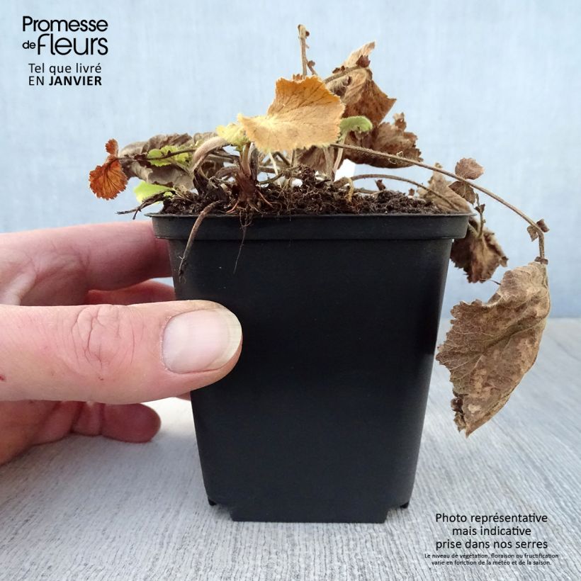 Geum rivale Lemon Drops Vasetto da 8/9 cm esemplare consegnato in inverno