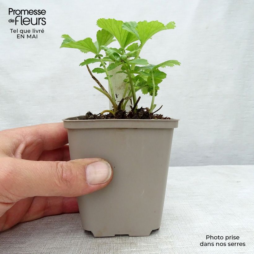 Geum rivale Mai tai Vasetto da 8/9 cm esemplare consegnato in primavera