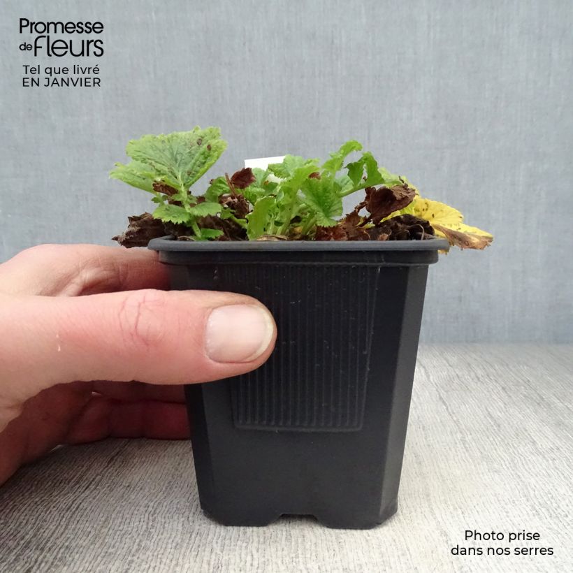 Geum rivale Mai tai Vasetto da 8/9 cm esemplare consegnato in inverno