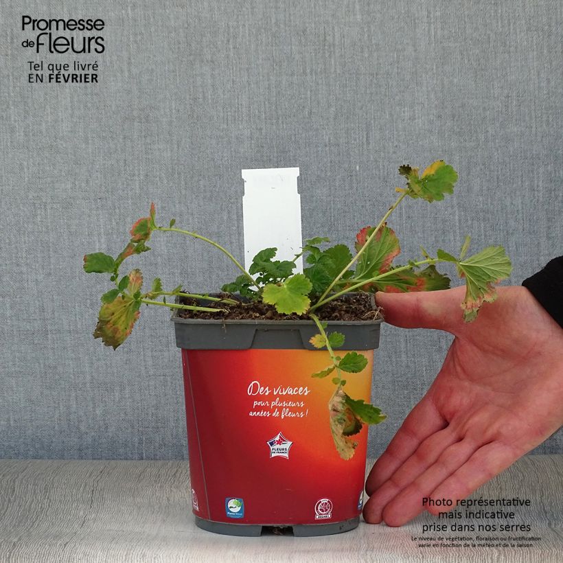 Geum rivale Mai tai Vaso da 2L/3L esemplare consegnato in inverno