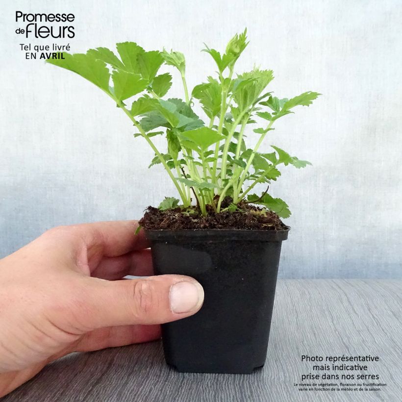 Geum rivale Mai tai Vaso da 2L/3L esemplare consegnato in primavera