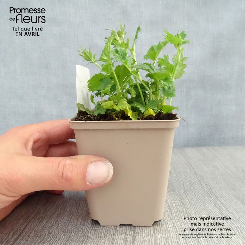 Geum coccineum Nonna Vasetto da 7/8 cm esemplare consegnato in primavera