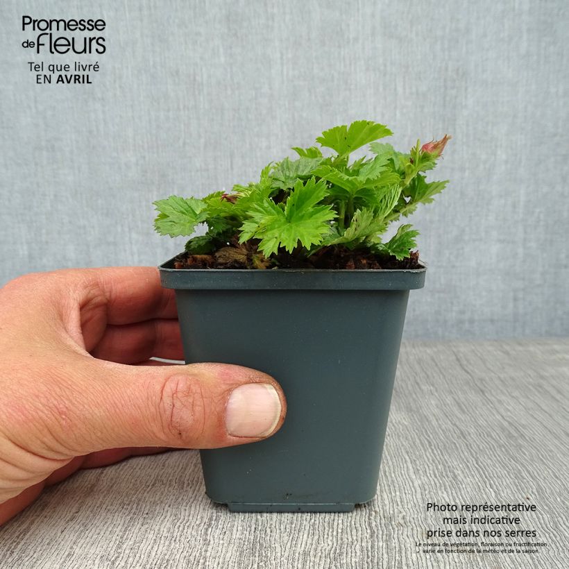 Geum Pretticoats Peach Vasetto da 8/9 cm esemplare consegnato in primavera