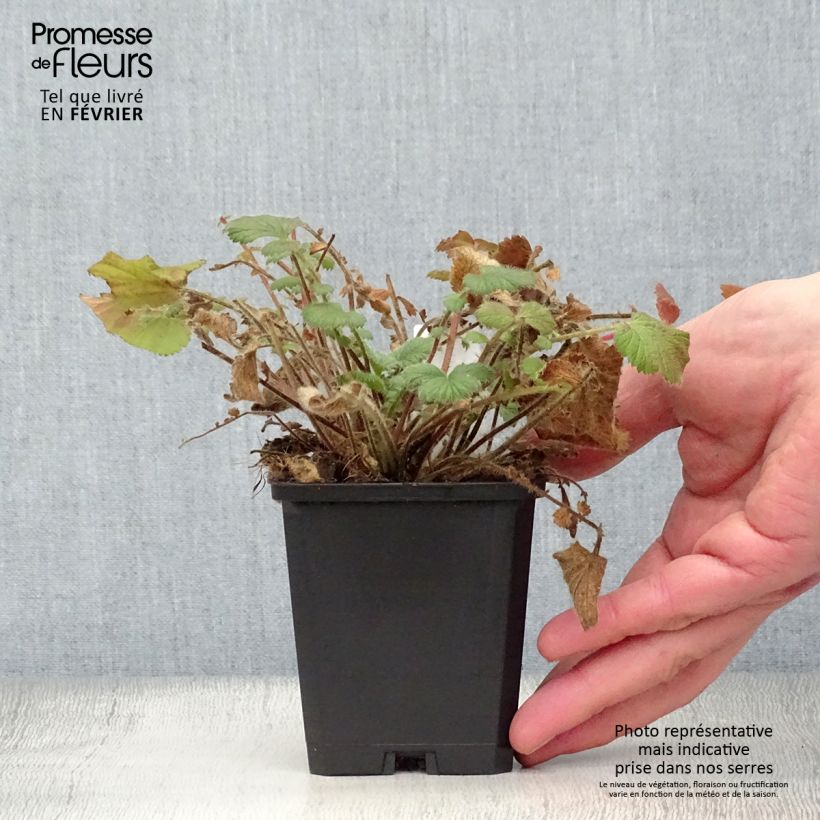 Geum Prinses Juliana Vasetto da 8/9 cm esemplare consegnato in inverno