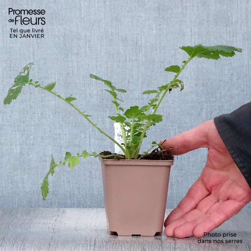 Geum Scarlet Tempest Vasetto da 8/9 cm esemplare consegnato in inverno