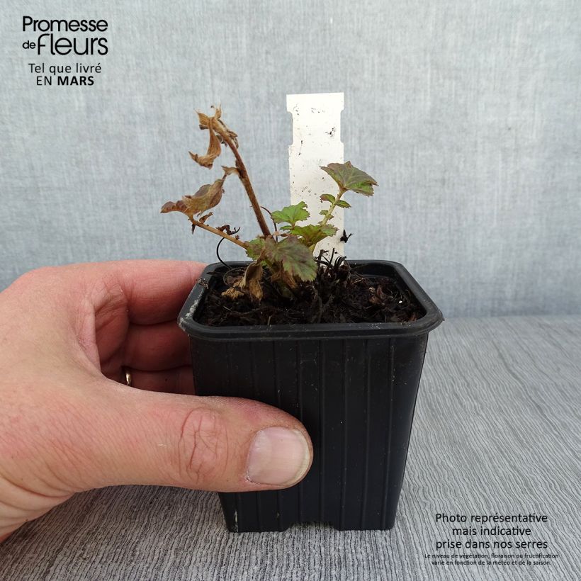 Geum Tempo Rose Vasetto da 8/9 cm esemplare consegnato in inverno