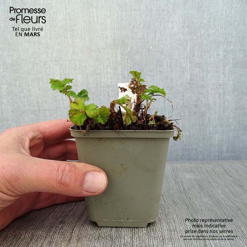 Geum Tempo Yellow Vasetto da 8/9 cm esemplare consegnato in inverno