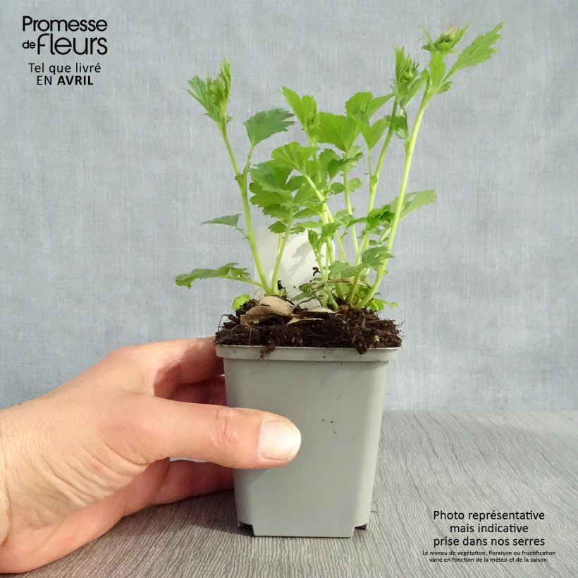 Geum Tempo Yellow Vasetto da 8/9 cm esemplare consegnato in primavera