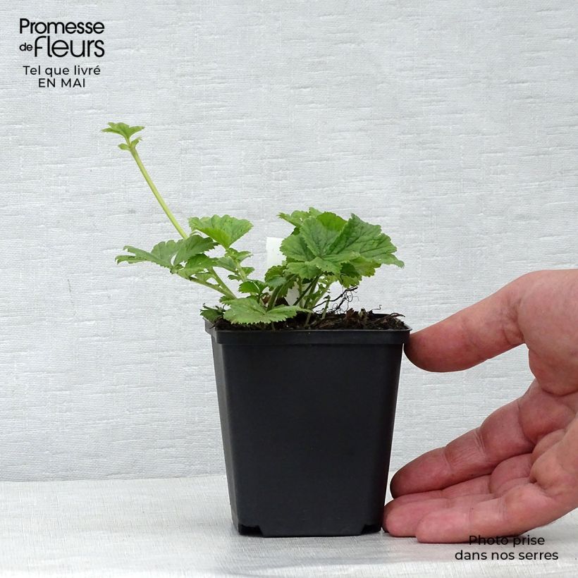 Geum Cocktail Tequila Sunrise Vasetto da 8/9 cm esemplare consegnato in primavera