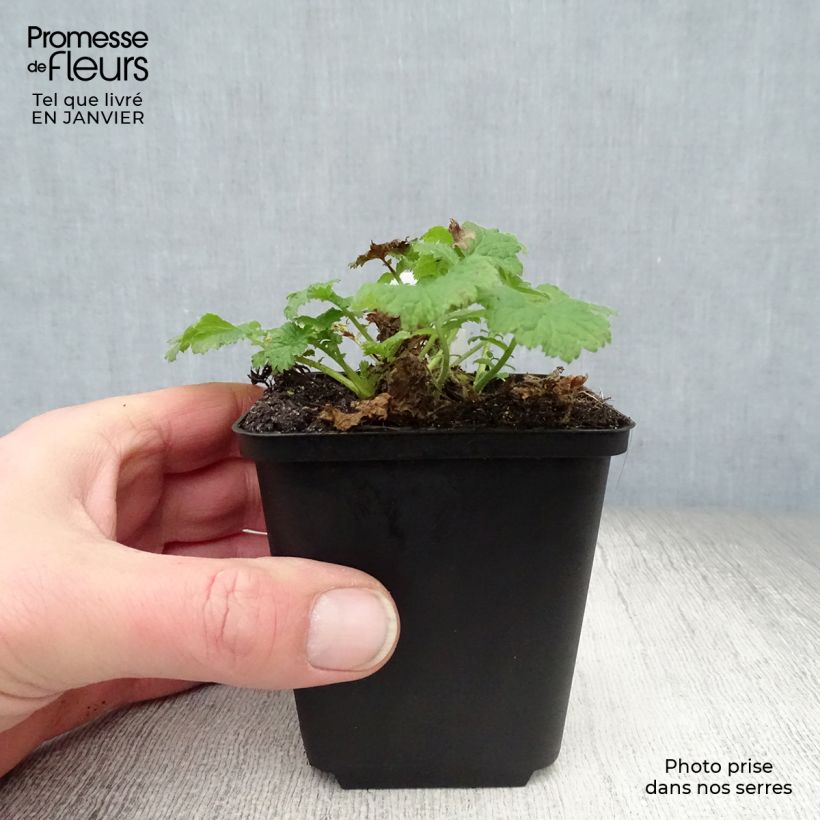 Geum Cocktail Tequila Sunrise Vasetto da 8/9 cm esemplare consegnato in inverno