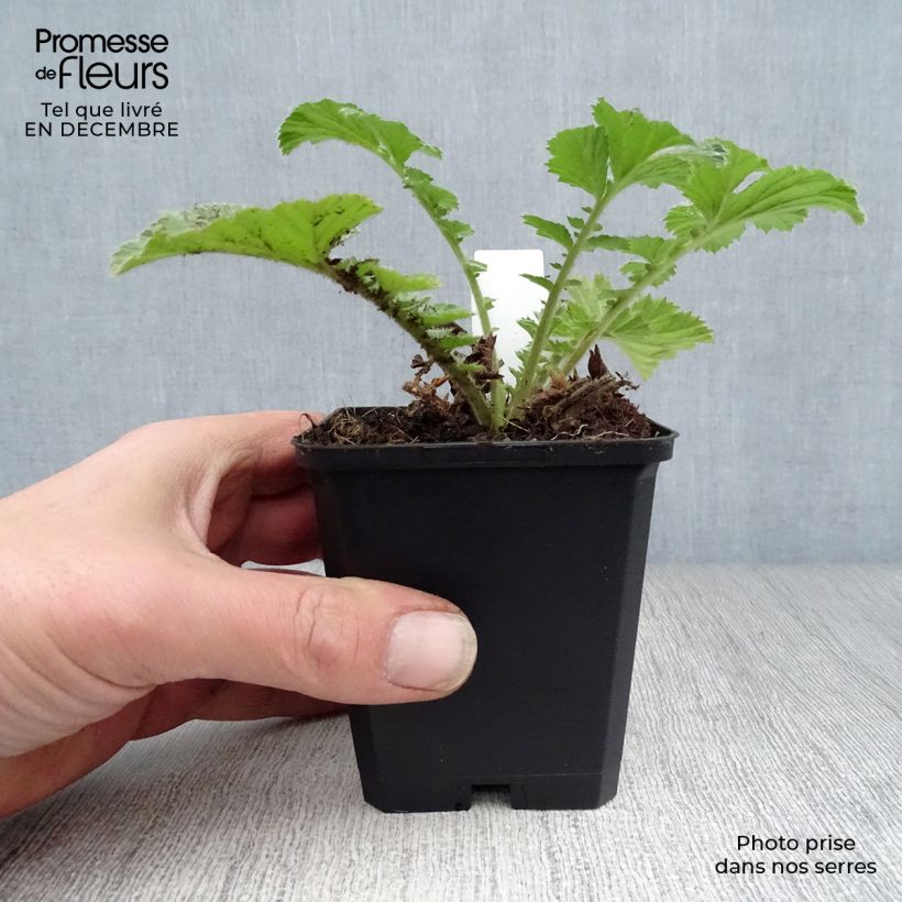 Geum Totally Tangerine Vasetto da 8/9 cm esemplare consegnato in inverno