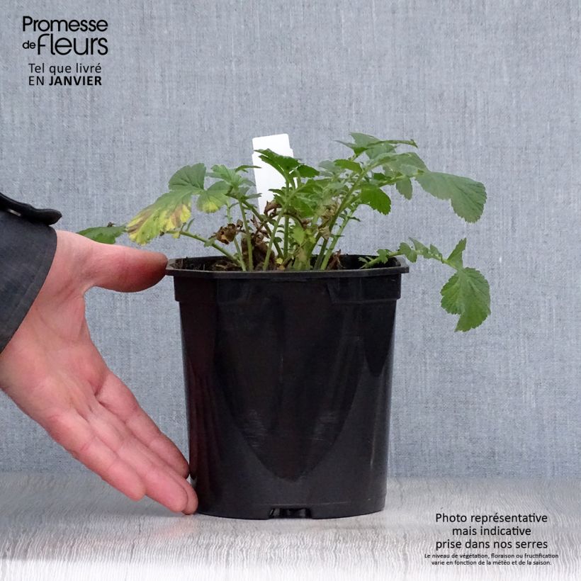 Geum Totally Tangerine Vaso da 1L/1,5L esemplare consegnato in inverno