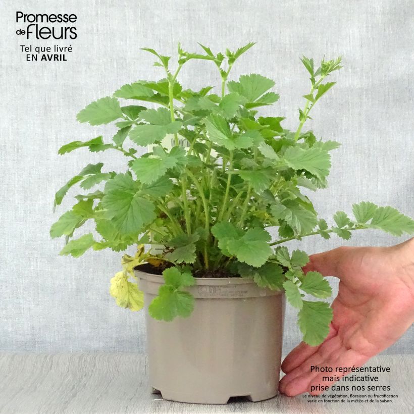 Geum Totally Tangerine Vaso da 1L/1,5L esemplare consegnato in primavera