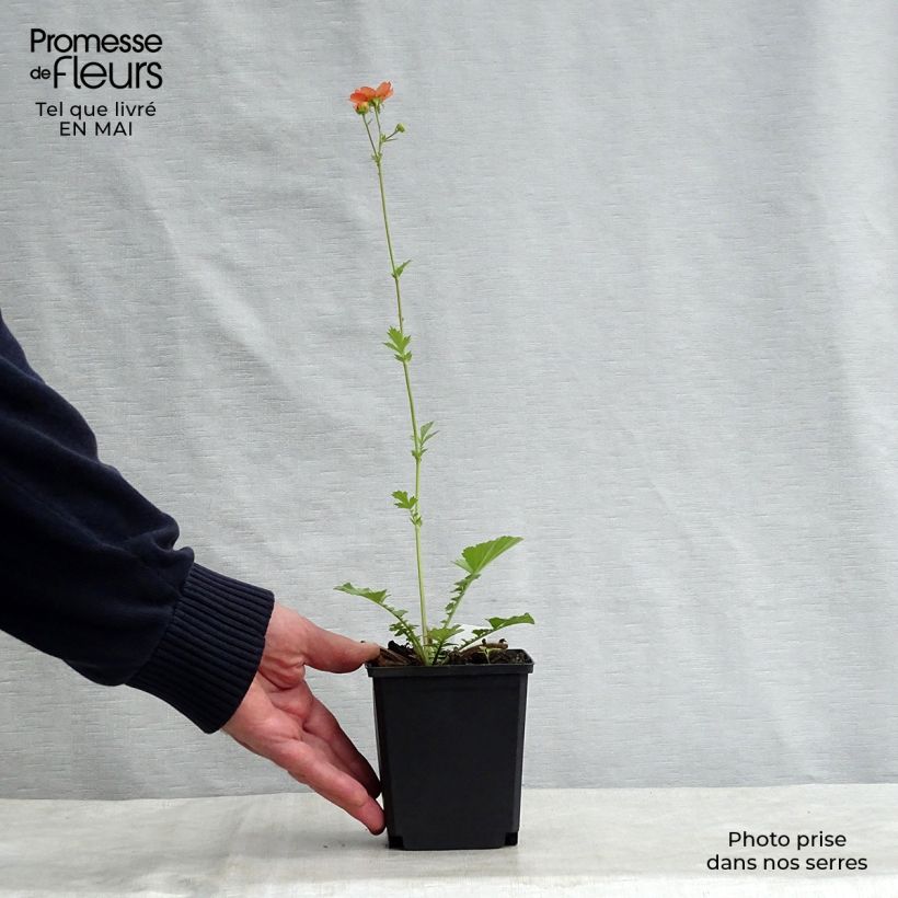 Geum Totally Tangerine Vasetto da 8/9 cm esemplare consegnato in primavera