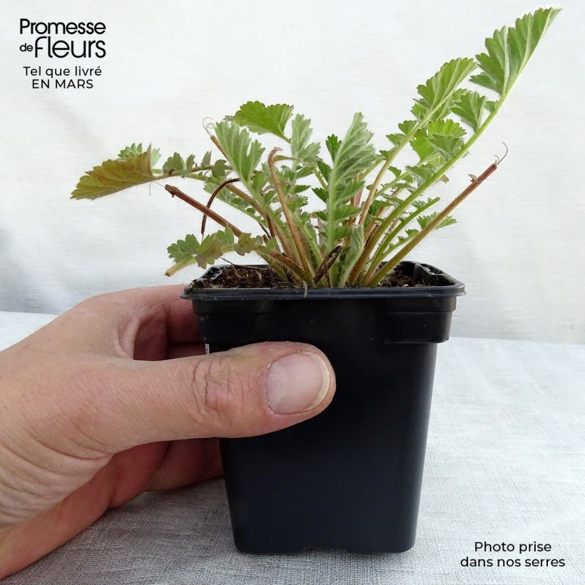 Geum chiloense Lady Stratheden Vasetto da 7/8 cm esemplare consegnato in primavera