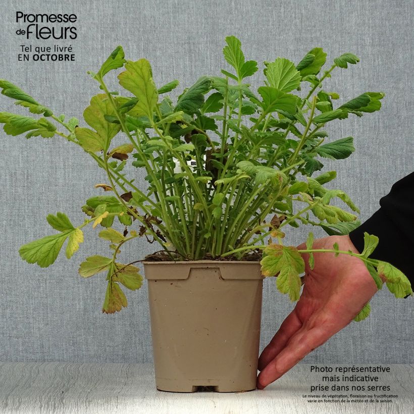 Esemplare di Geum chiloense Lady Stratheden Vaso da 2L/3L come consegnato in autunno