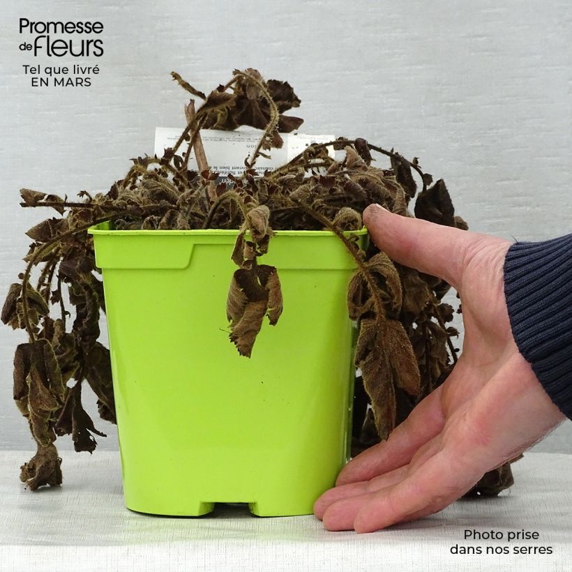 Geum chiloense Lady Stratheden Vaso da 2L/3L esemplare consegnato in primavera