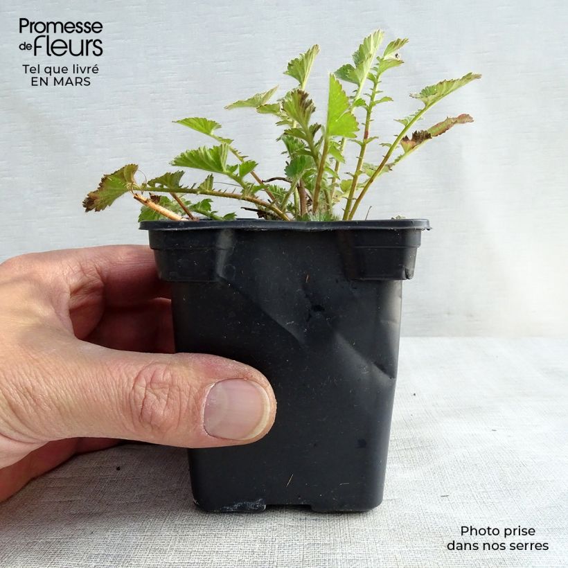 Geum chiloense Mrs Bradshaw Vasetto da 7/8 cm esemplare consegnato in inverno