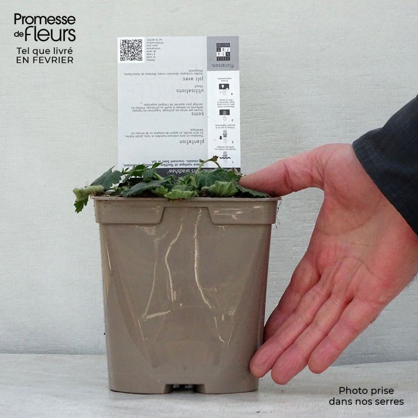 Geum chiloense Mrs Bradshaw Vaso da 2L/3L esemplare consegnato in inverno