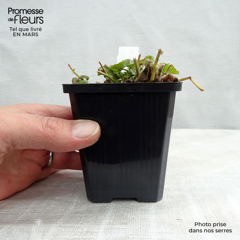 Geum coccineum Borisii Vasetto da 8/9 cm esemplare consegnato in primavera