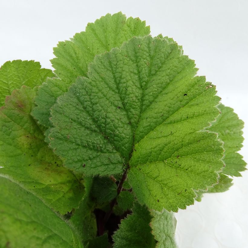 Geum coccineum Feuermeer (Fogliame)