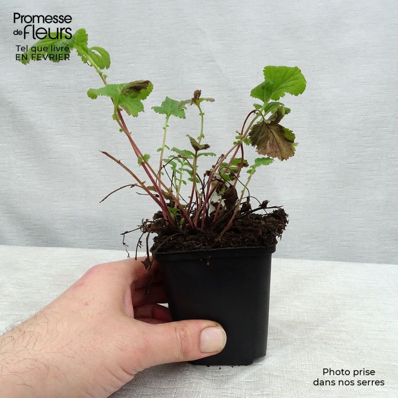 Geum coccineum Karlskaer Vasetto da 8/9 cm esemplare consegnato in inverno