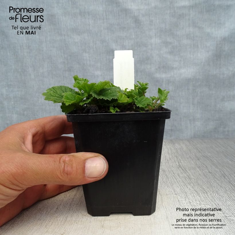 Geum coccineum Karlskaer Vasetto da 8/9 cm esemplare consegnato in primavera