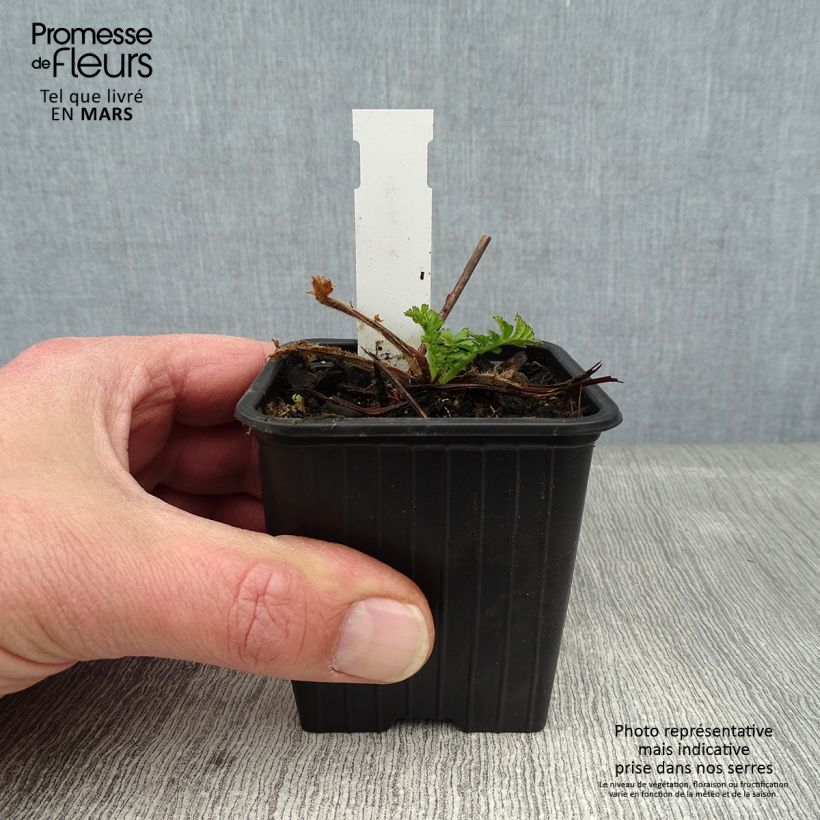Geum coccineum Red Wings Vasetto da 8/9 cm esemplare consegnato in inverno
