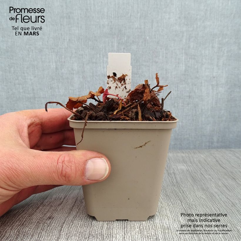 Geum coccineum Werner Arends Vasetto da 8/9 cm esemplare consegnato in inverno