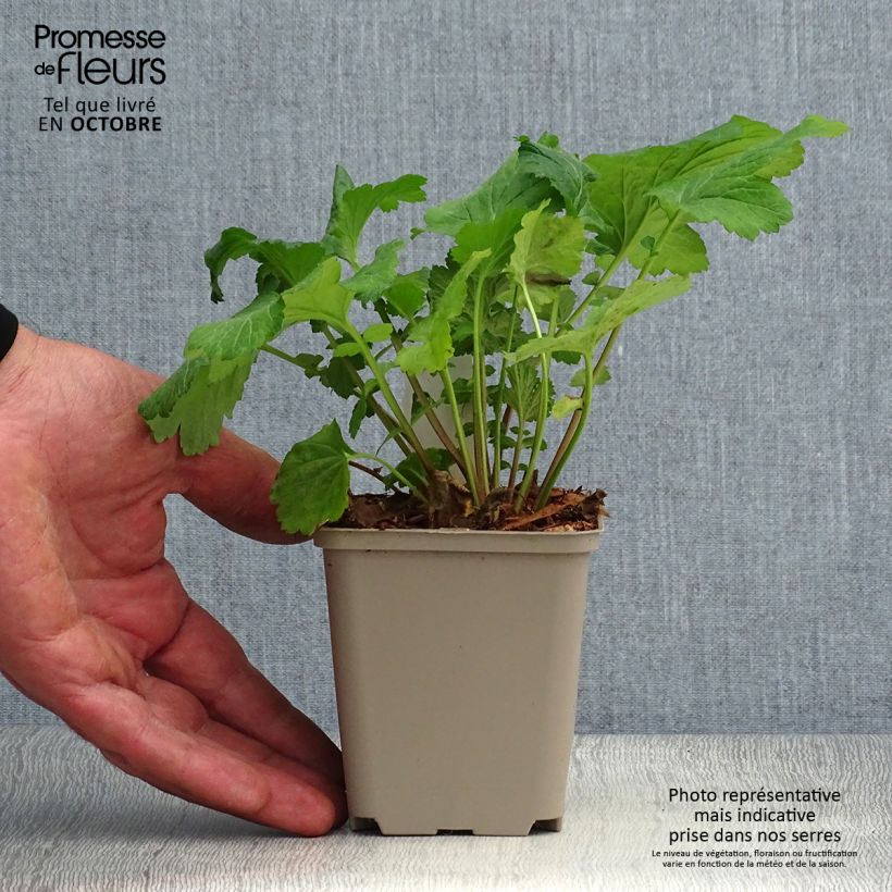 Esemplare di Geum urbanum - Cariofillata comune Vasetto da 8/9 cm come consegnato in autunno