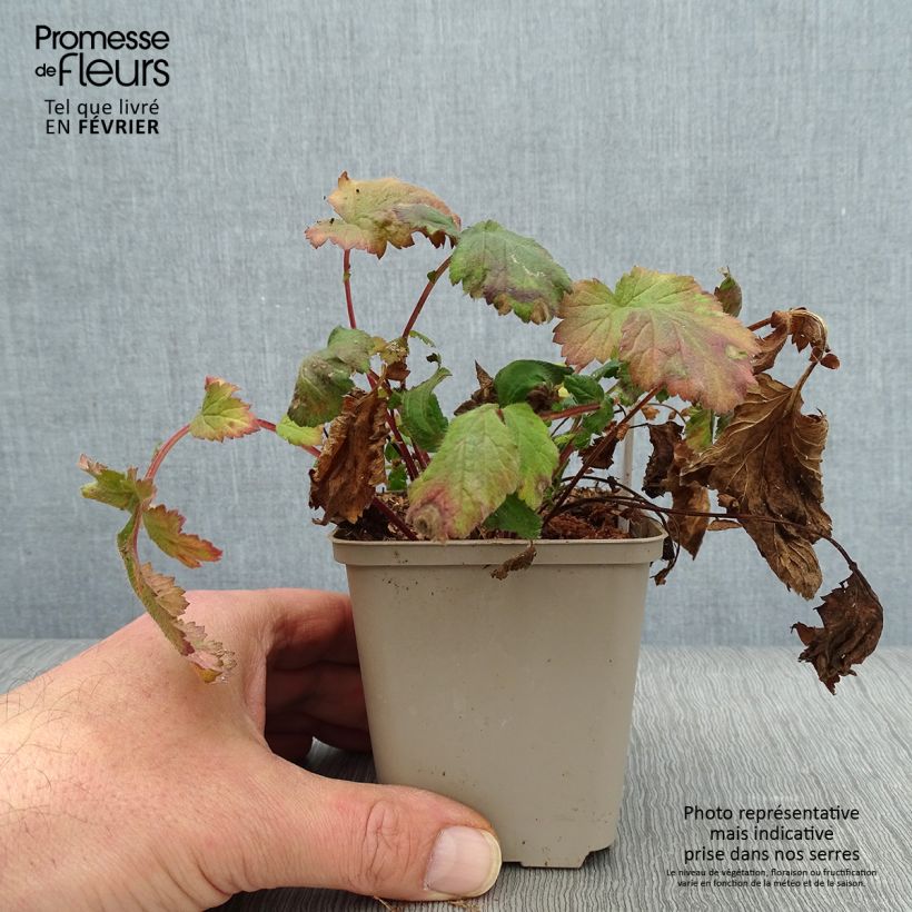Geum urbanum - Cariofillata comune Vasetto da 8/9 cm esemplare consegnato in inverno