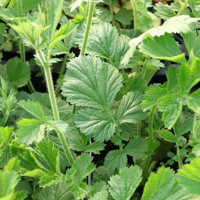 Geum Totally Tangerine (Fogliame)