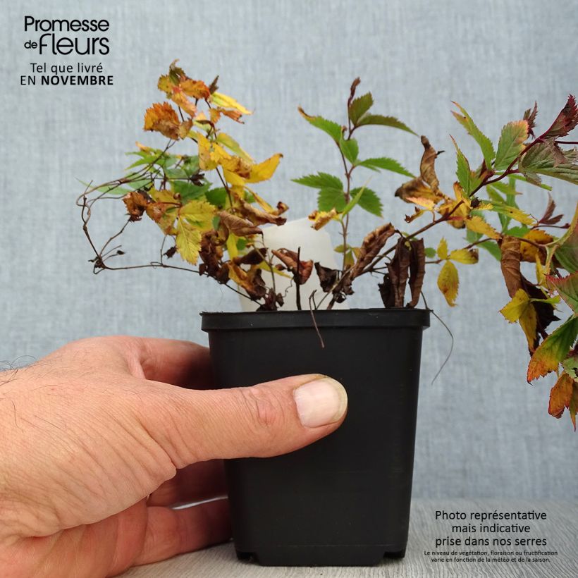 Esemplare di Gillenia trifoliata Vasetto da 8/9 cm come consegnato in autunno