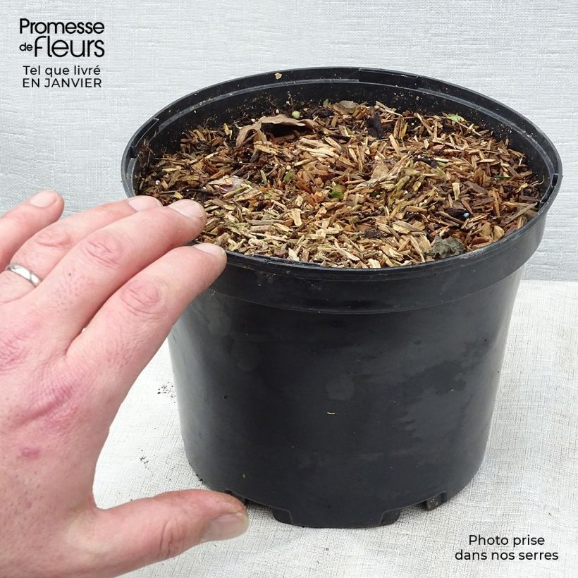 Zingiber mioga - Myoga Vaso da 1,5L/2L esemplare consegnato in inverno