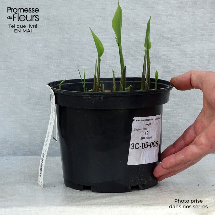 Zingiber mioga - Myoga Vaso da 1,5L/2L esemplare consegnato in primavera