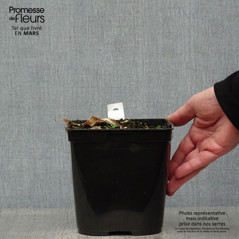 Zingiber mioga Dancing Crane - Myoga Vaso da 3L/4L esemplare consegnato in primavera