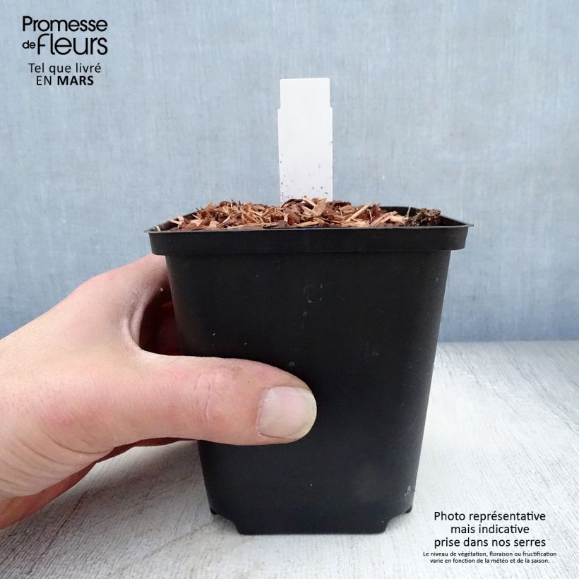 Zingiber mioga - Myoga Vasetto da 8/9 cm esemplare consegnato in primavera