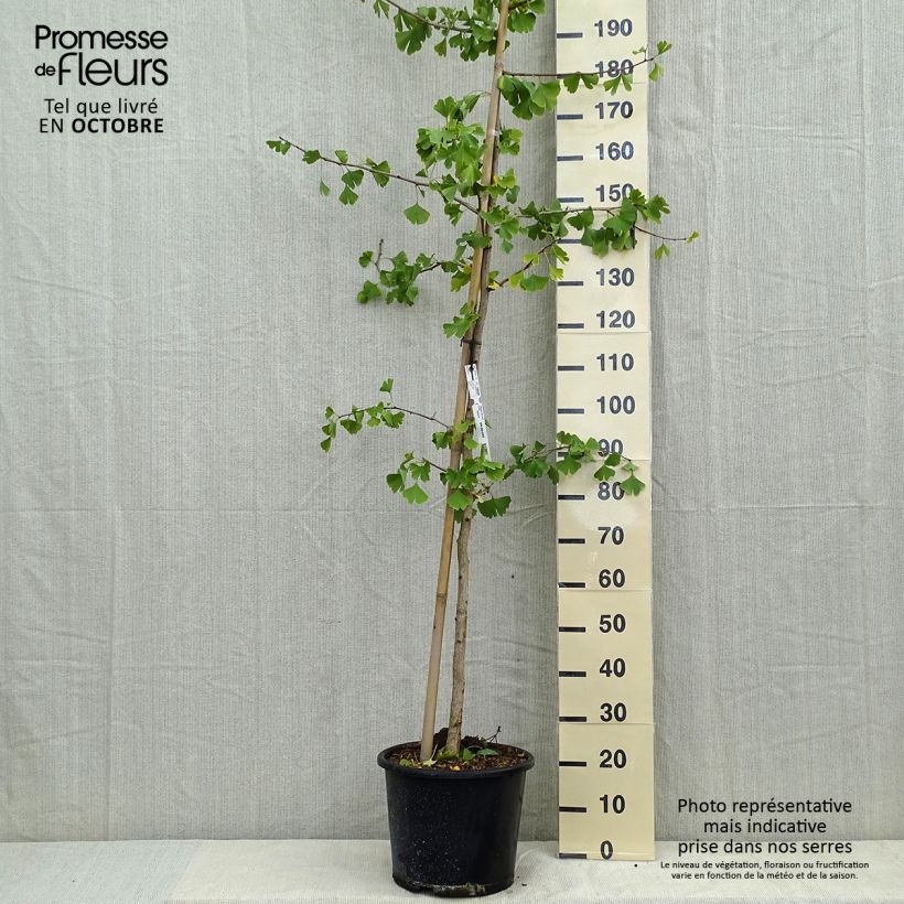 Esemplare di Ginkgo biloba Vaso da 7,5L/10L come consegnato in autunno