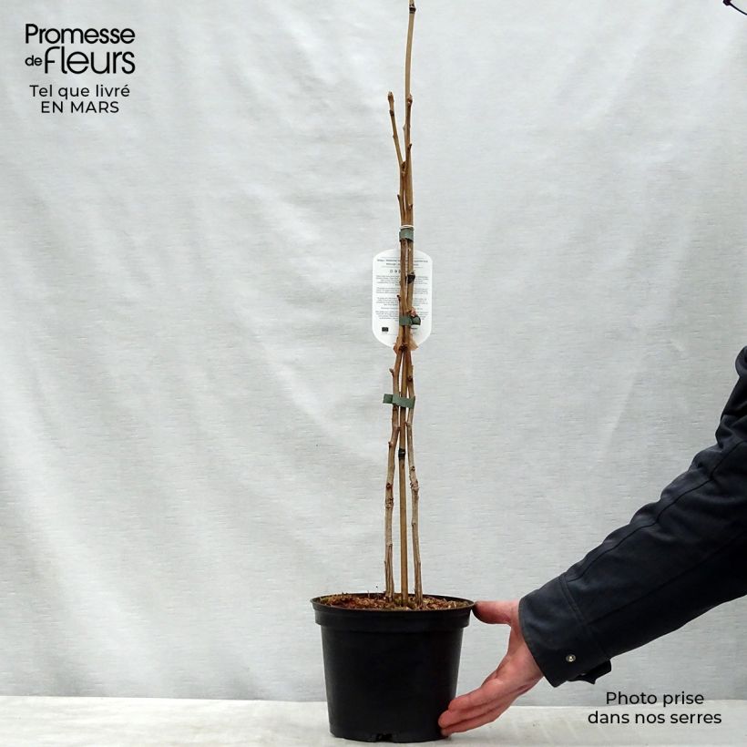 Ginkgo biloba Vaso da 2L/3L esemplare consegnato in primavera