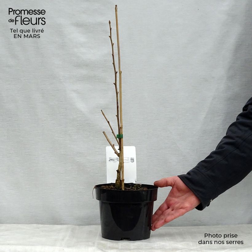 Ginkgo biloba Blagon Vaso da 1L/1,5L esemplare consegnato in primavera