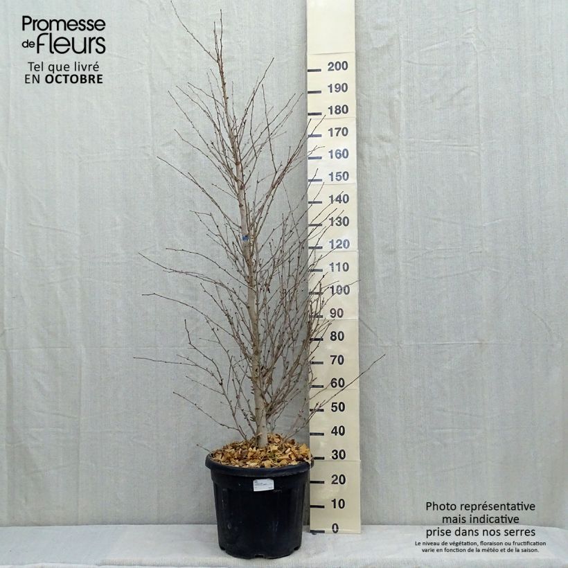 Esemplare di Ginkgo biloba Eiffel Vaso da 30L/35L come consegnato in autunno