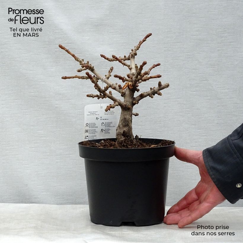 Ginkgo biloba Mariken Vaso da 2L/3L esemplare consegnato in inverno