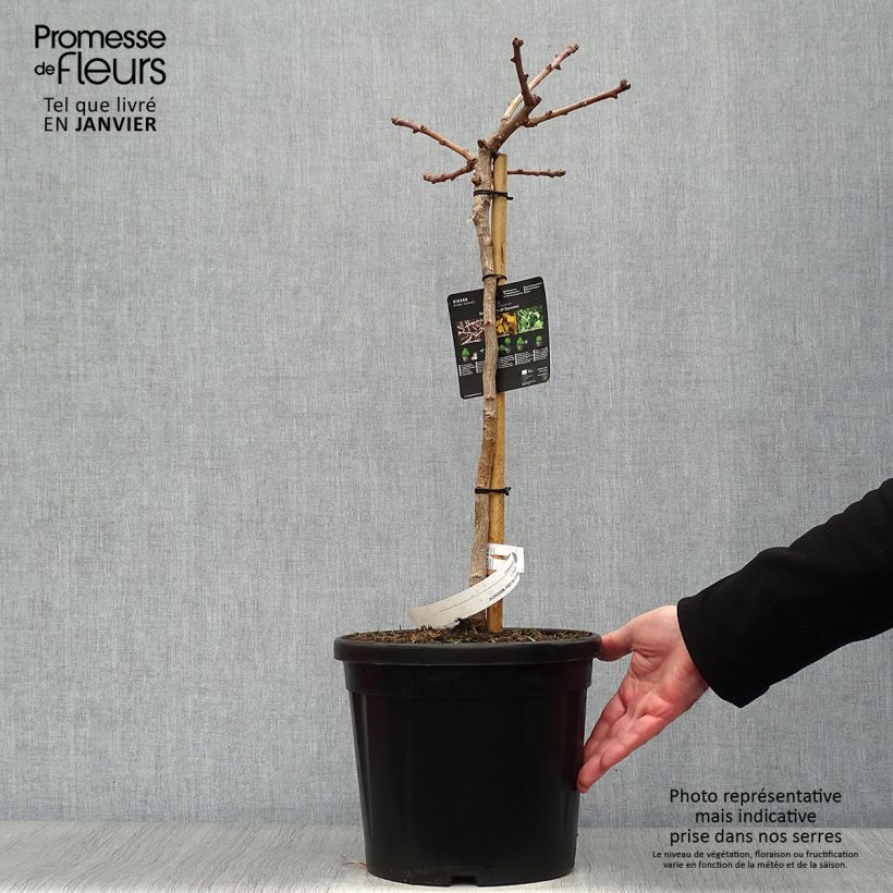 Ginkgo biloba Mariken Vaso da 7,5L/10L esemplare consegnato in inverno