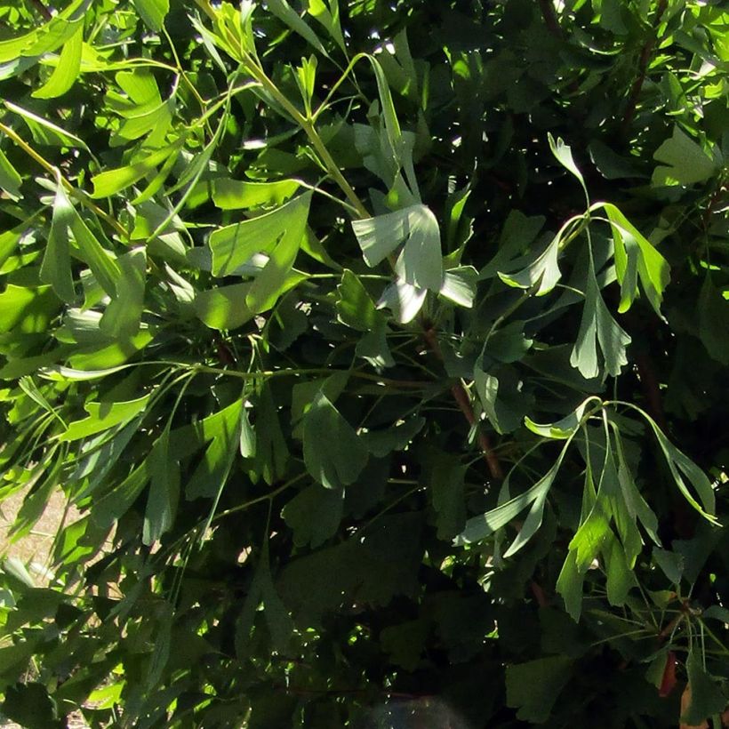 Ginkgo biloba Saratoga (Fogliame)