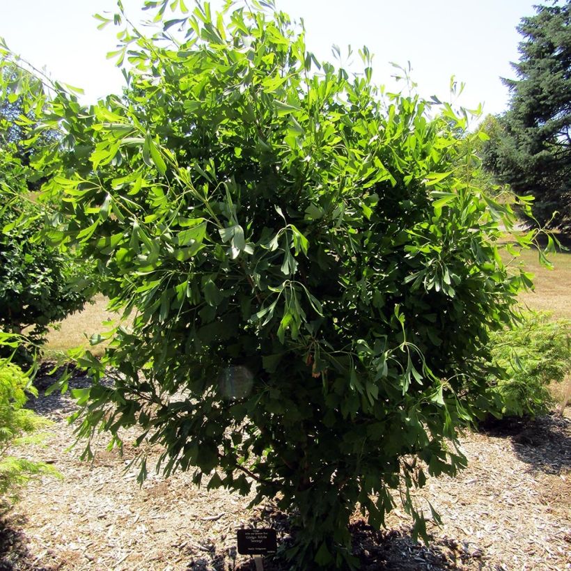 Ginkgo biloba Saratoga (Porto)