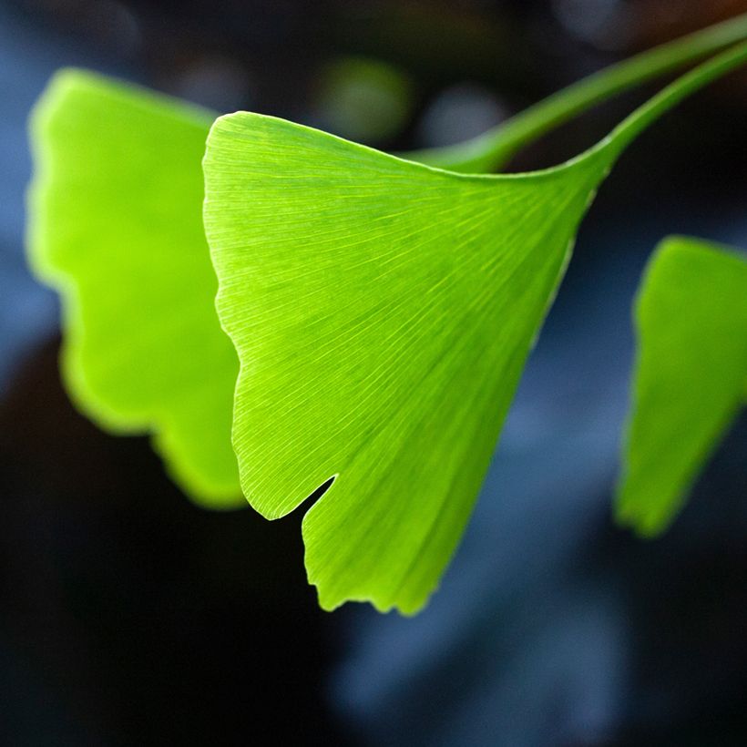 Ginkgo biloba Pendula (Fogliame)