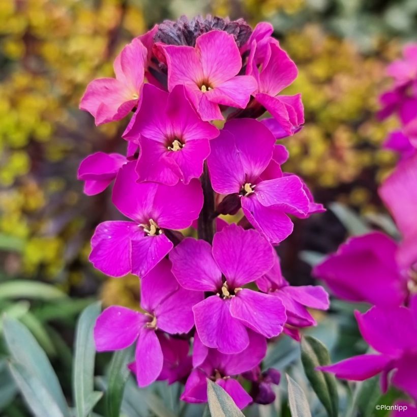 Erysimum Colour Vibe Purple - Violaciocca (Fioritura)
